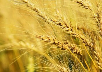 5 best substitutes for wheat
                              
                              Published by Livemint | 21 Nov 2024
