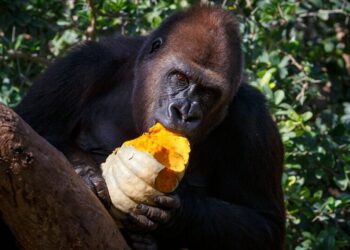 5 animals with unusual eating habits
                              
                              Published by Livemint | 27 Nov 2024
