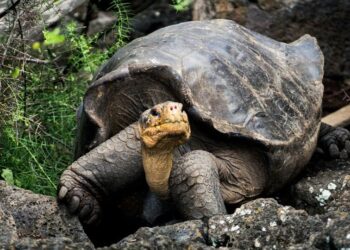 5 animals that live the longest without drinking w …
                              
                              Published by Livemint | 24 Nov 2024