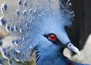 5 rare birds with stunning appearance
                              
                              Published by Livemint | 05 Nov 2024