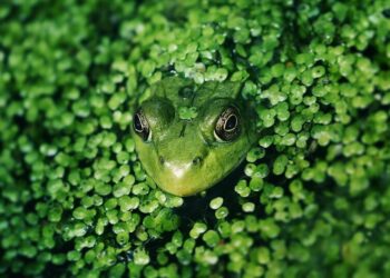 5 leaf-like animals you won't believe visual story
                              
                              Published by Livemint | 16 Nov 2024