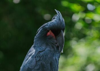 5 rare species of birds that are worth protecting
                              
                              Published by Livemint | 30 Nov 2024
