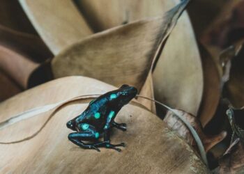 5 most beautiful frogs on the planet
                              
                              Published by Livemint | 26 Nov 2024