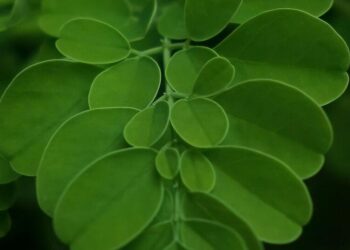 5 potential benefits of eating moringa
                              
                              Published by Livemint | 19 Nov 2024