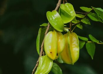 5 rare Indian fruits you need to know
                              
                              Published by Livemint | 08 Nov 2024