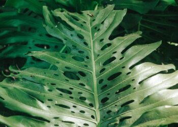 5 best indoor plants to make your home look luxuri …
                              
                              Published by Livemint | 10 Nov 2024