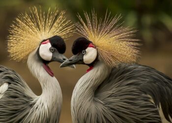 5 most intelligent birds in the world
                              
                              Published by Livemint | 25 Nov 2024