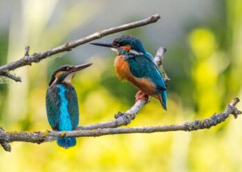 5 endangered birds facing extinction
                              
                              Published by Livemint | 23 Nov 2024