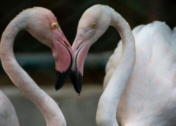 Top 5 migratory birds visiting India annually
                              
                              Published by Livemint | 21 Nov 2024