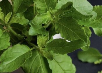 5 health benefits of eating tulsi everyday visual  …
                              
                              Published by Livemint | 02 Nov 2024
