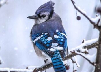 5 birds adapted to cold climates
                              
                              Published by Livemint | 12 Nov 2024