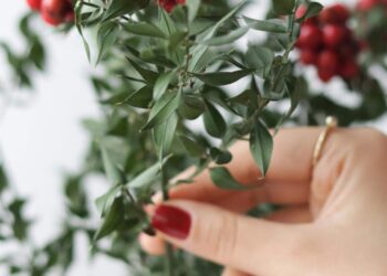 5 Indoor Plants for Christmas Decoration