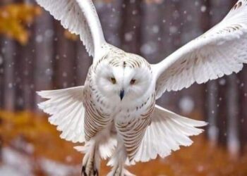 5 fun facts about Snowy Owls and their winter habi …
                              
                              Published by Livemint | 02 Dec 2024