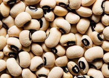 5 Reasons to consider Lobia a nutrient pack winter …
                              
                              Published by Livemint | 29 Dec 2024