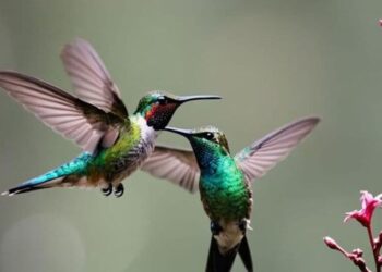 5 fascinating facts about hummingbirds and their a …
                              
                              Published by Livemint | 09 Dec 2024