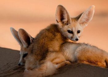 6 animals that can live without water visual story
                              
                              Published by Livemint | 15 Dec 2024