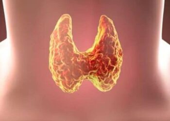 5 superfoods for thyroid health
                              
                              Published by Livemint | 28 Dec 2024