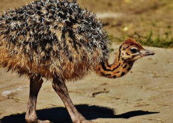 7 most dangerous flesh eating birds
                              
                              Published by Livemint | 23 Dec 2024