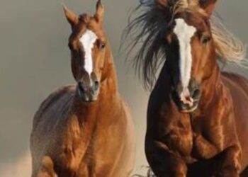 5 fastest animals in the world visual story
                              
                              Published by Livemint | 14 Dec 2024