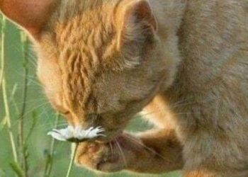 5 animals with strongest sense of smell
                              
                              Published by Livemint | 15 Dec 2024