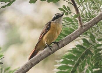 5 most poisonous birds
                              
                              Published by Livemint | 08 Dec 2024