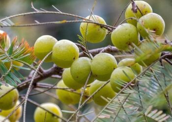5 healthy recipes to make from amla visual story
                              
                              Published by Livemint | 01 Dec 2024