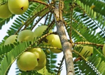5 easy amla recipes to improve digestion
                              
                              Published by Livemint | 05 Dec 2024