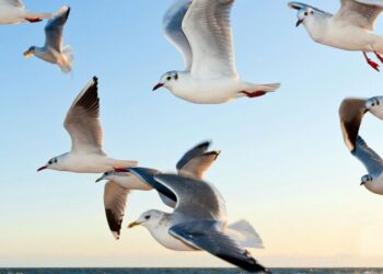 6 bird species who fly in groups
                              
                              Published by Livemint | 16 Dec 2024