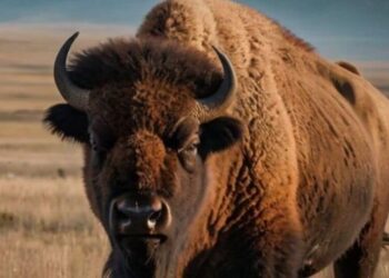 5 national parks where you can see endangered spec …
                              
                              Published by Livemint | 28 Dec 2024