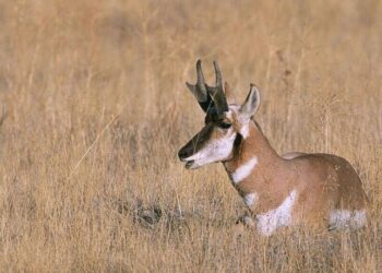 5 incredible animals that adapt to extreme heat
                              
                              Published by Livemint | 09 Dec 2024