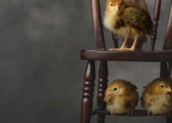 5 birds who abandon their offspring
                              
                              Published by Livemint | 21 Dec 2024