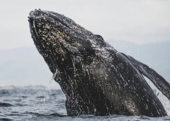 Top 5 longest-living animals on Earth
                              
                              Published by Livemint | 21 Dec 2024