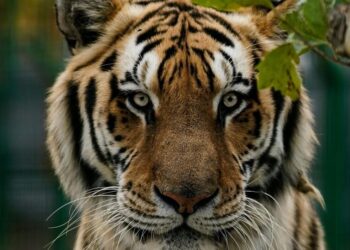 5 best tiger reserves in India to explore this new …
                              
                              Published by Livemint | 28 Dec 2024