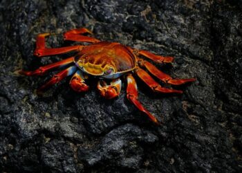 5 superfoods high in astaxanthin to combat inflamm …
                              
                              Published by Livemint | 23 Dec 2024