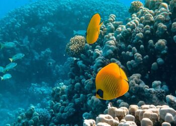 5 best destinations for experiencing India’s marin …
                              
                              Published by Livemint | 25 Dec 2024