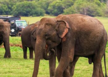 5 top Indian national parks for winter safari expe …
                              
                              Published by Livemint | 18 Dec 2024