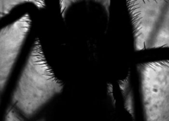 5 animals with superpowers
                              
                              Published by Livemint | 12 Dec 2024