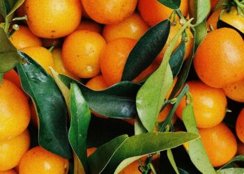 5 surprising benefits of eating oranges regularly
                              
                              Published by Livemint | 09 Dec 2024