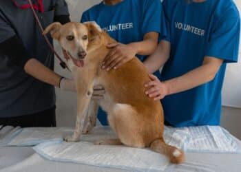 5 common signs your pet might be sick
                              
                              Published by Livemint | 07 Dec 2024