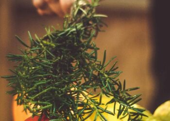 5 superfoods rich in antioxidants
                              
                              Published by Livemint | 19 Dec 2024