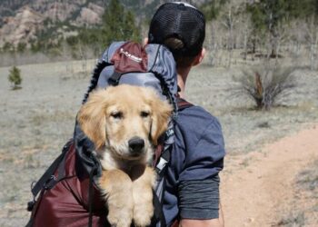 5 places you can travel with your pets visual stor …
                              
                              Published by Livemint | 14 Dec 2024