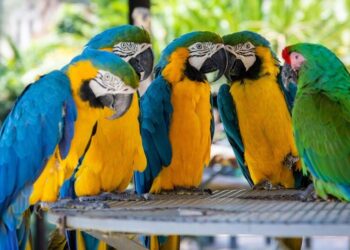 5 birds who help our environment
                              
                              Published by Livemint | 11 Dec 2024