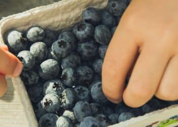 5 reasons blueberries are the ultimate superfood
                              
                              Published by Livemint | 05 Dec 2024