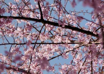 5 places you must visit in Sikkim
                              
                              Published by Livemint | 11 Dec 2024