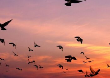 5 birds who are watcher at night
                              
                              Published by Livemint | 15 Dec 2024