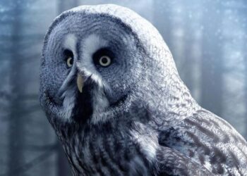 5 animals with superb eye vision visual story
                              
                              Published by Livemint | 14 Dec 2024