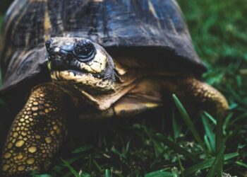 5 animals who can control their breath for longest
                              
                              Published by Livemint | 22 Dec 2024