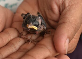 5 animals who can survive without food
                              
                              Published by Livemint | 09 Dec 2024