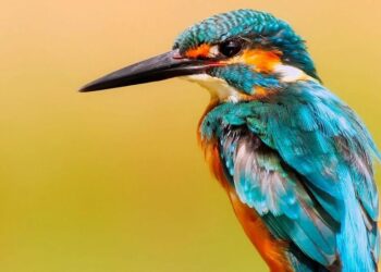 6 birds who are blue in color
                              
                              Published by Livemint | 19 Dec 2024