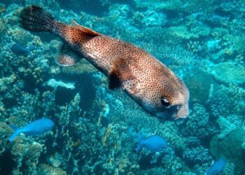 6 deadliest animals which you should never encount …
                              
                              Published by Livemint | 21 Dec 2024